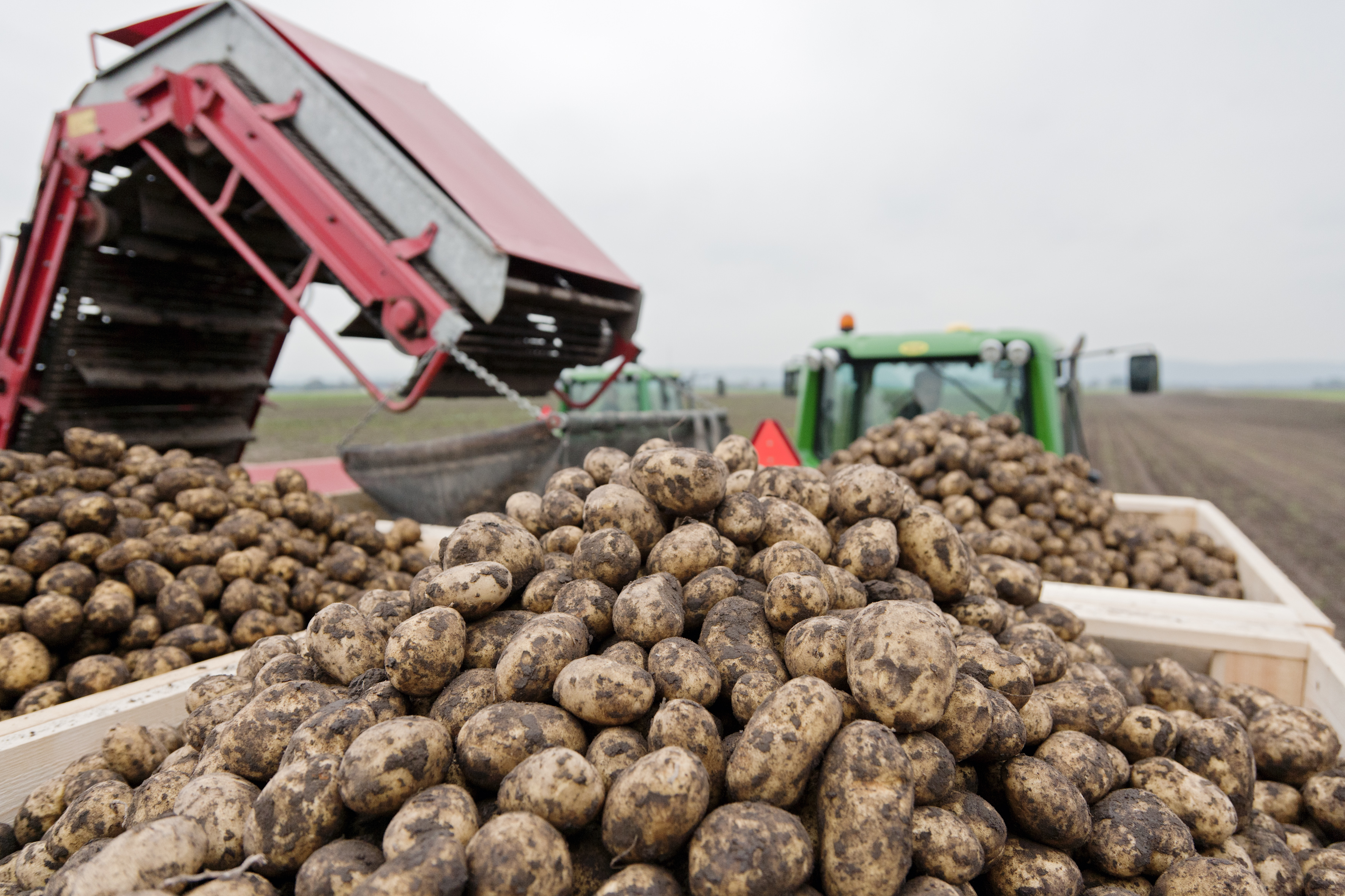 potatis till sverige potatis till sverige